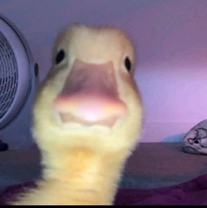 Meet your Posher, Jayden